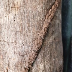 termite nests (Coptotermes spp.) attached to wooden surface 