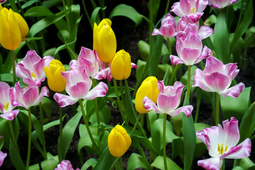 Spring madness. Bright and colorfull blossoming Tulip flowers in the sunny park. Vibrant Multicolored Tulip Field Displaying a Captivating Array of Blooming Flowers in a Sunny Spring Landscape