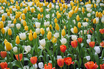 Spring madness. Bright and colorfull blossoming Tulip flowers in the sunny park. Vibrant Multicolored Tulip Field Displaying a Captivating Array of Blooming Flowers in a Sunny Spring Landscape
