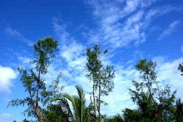 Coconut tree–lined tropical riverscape with birds under clear blue sky.