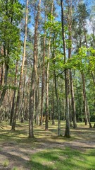 forest in summer