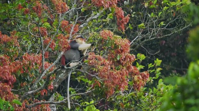 Red-shanked douc langur - Pygathrix nemaeus portrait of arboreal and diurnal Old World monkey endemic to Laos, Vietnam and Cambodia, folivorous and consume Acacia, Ficus. Beautiful colorful primate.