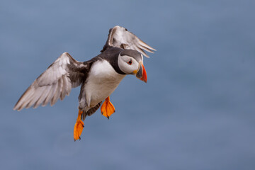 Atlantic puffin landing © Ellen
