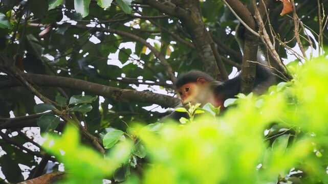 Red-shanked douc langur - Pygathrix nemaeus portrait of arboreal and diurnal Old World monkey endemic to Laos, Vietnam and Cambodia, folivorous and consume Acacia, Ficus. Beautiful colorful primate.