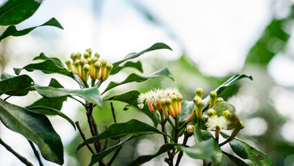 Fresh clove buds growing on a clove tree branch with green leaves, captured in natural daylight.