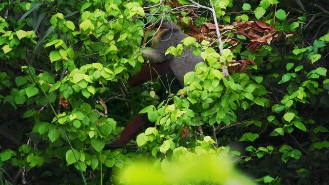 Red-shanked douc langur - Pygathrix nemaeus portrait of arboreal and diurnal Old World monkey endemic to Laos, Vietnam and Cambodia, folivorous and consume Acacia, Ficus. Beautiful colorful primate.