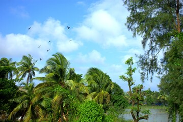 Obraz premium Coconut tree–lined tropical riverscape with birds under clear blue sky.