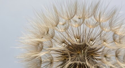 Close-up view of a mature dandelion seed head, delicate white seeds attached to fluffy stems against a muted sky.