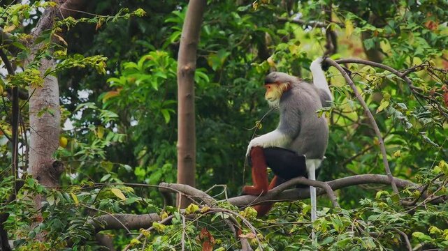 Red-shanked douc langur - Pygathrix nemaeus portrait of arboreal and diurnal Old World monkey endemic to Laos, Vietnam and Cambodia, folivorous and consume Acacia, Ficus. Beautiful colorful primate.