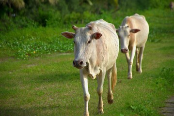 A light-colored cow walks across a grassy area in a rural setting, facing the camera. The scene includes a background of green vegetation and a fence, highlighting the presence. 