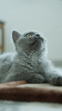 stock video of cat playing on the floor, vertical format