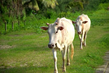 A light-colored cow walks across a grassy area in a rural setting, facing the camera. The scene...