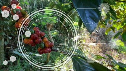 Coffee bean graphic with organic coffee tree in the background. Smart farming agriculture concept iot