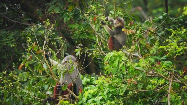 Red-shanked douc langur - Pygathrix nemaeus portrait of arboreal and diurnal Old World monkey endemic to Laos, Vietnam and Cambodia, folivorous and consume Acacia, Ficus. Beautiful colorful primate.