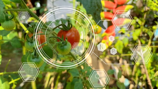 Smart farming and agriculture technology concept. Digital composite image of tomatoes growing in greenhouse.