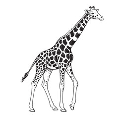 Fototapeta premium Engraved tall giraffe with extended neck and detailed texture in black and white style