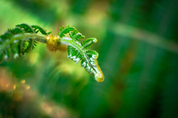 Fern Plant with Vibrant Green Leaves Unfolding New Growth