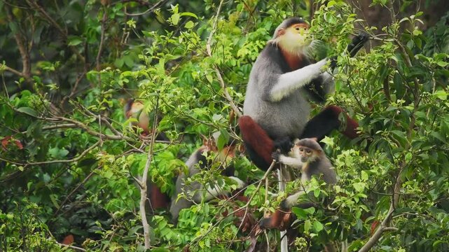 Red-shanked douc langur - Pygathrix nemaeus portrait of arboreal and diurnal Old World monkey endemic to Laos, Vietnam and Cambodia, folivorous and consume Acacia, Ficus. Beautiful colorful primate.