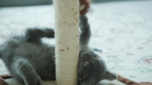 Fluffy British Shorthair playing on a scratching stand, playful kitten stock video, hi-res 4k