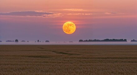 Fototapeta na wymiar Large orange harvest moon rising over golden wheat field at dusk, photorealistic, warm glow, soft haze, peaceful rural atmosphere