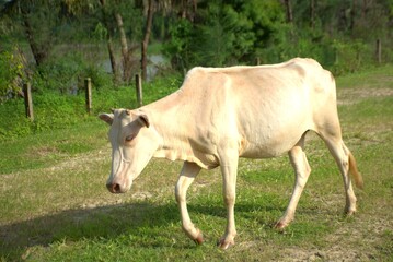 A light pink colored cow walking on a grassy patch in a rural fenced area