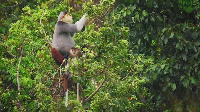 Red-shanked douc langur - Pygathrix nemaeus portrait of arboreal and diurnal Old World monkey endemic to Laos, Vietnam and Cambodia, folivorous and consume Acacia, Ficus. Beautiful colorful primate.
