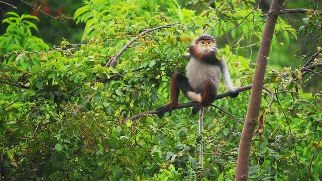 Red-shanked douc langur - Pygathrix nemaeus portrait of arboreal and diurnal Old World monkey endemic to Laos, Vietnam and Cambodia, folivorous and consume Acacia, Ficus. Beautiful colorful primate.