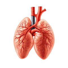 Human Lungs Anatomy Illustration Respiratory System Science Diagram Health on transparent background