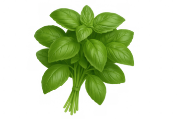 Bunch of basil leaves tied together, creating a vibrant and aromatic culinary image with transparent background