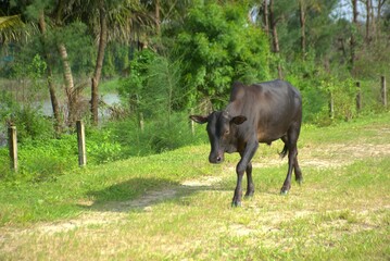 A black cow is walking on a grassy area with a rural fence background.