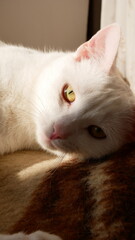 White cat lying in warm sunlight on a blanket