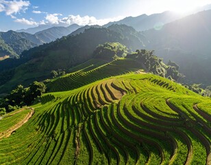 Fototapeta premium Lush Green Terraced Rice Fields Under Bright Sunlight with Mountain Backdrop (1)