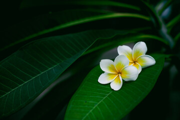 Plumeria Frangipani Flower on Leaf - Dok Champa of Laos