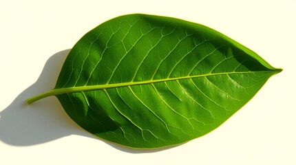 Obraz premium green leaf isolated on white