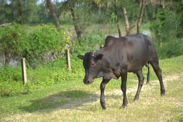 A black cow is walking on a grassy area with a rural fence background.