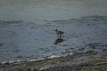 female Kentish plover (Anarhynchus alexandrinus) saltmarsh in Tunisia during summer