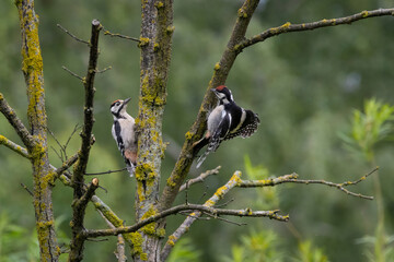 A pair of beautiful woodpeckers sitting on a tree