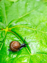 A Small Snail Slowly Moves Across a Large Vibrant Green Leaf in the Forest