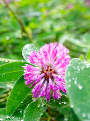 Delicate Pink Clover Flower Dew Drops Summer Meadow Sunlight