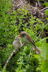 A young bird asks for food from its parents. The female feeds his chick