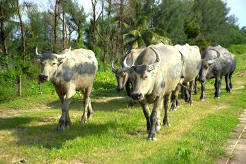 A group of water buffalo coated in mud walks along a lush grassy path, surrounded by trees and...