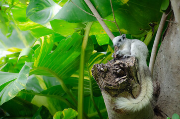 White squirrel on a tree in a forest with leaves in the background. Callosciurus finlaysoni is a mostly rodent with a long bushy tail. It eats fruit. Leaves a copy space on the left.