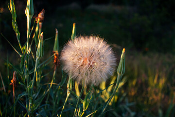 Close-up of Tragopogon porrifolius, also known as goatsbeard or common salsify, showing fluffy achenes and buds growing in a sunny meadow. The delicate seed heads resemble dandelions, catching the sun