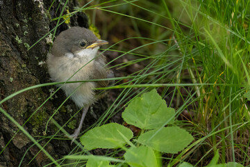 Lesser Whitethroat Sylvia curruca young on branch of tree.