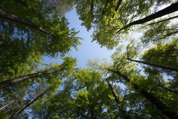 Fototapeta premium Wide angle view of lush green canopy from below, showcasing tall trees reaching towards clear blue sky, creating serene and peaceful atmosphere