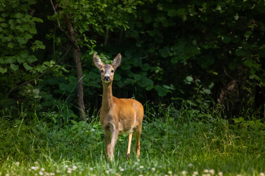 Roe deer in forest, Capreolus capreolus.
