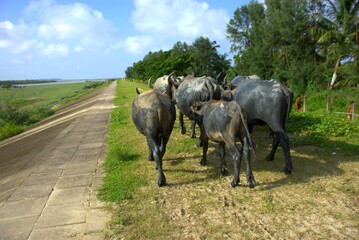 A herd of water buffalo stands on a grassy area beside a paved pathway that runs parallel to a calm...