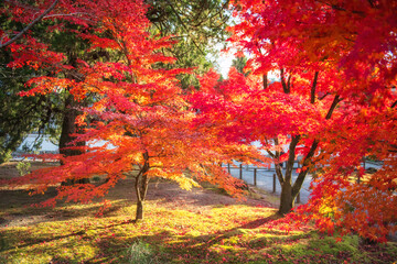 Red maple leaf touching sunlight at Nanzenji garden in fall, Kyoto