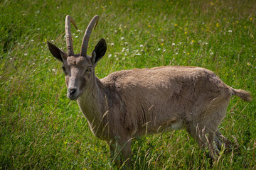 Nubian Ibex in the nature landscape