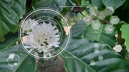 Coffee Plantation Agriculture Flowering Plantation Graphic Word Graphic